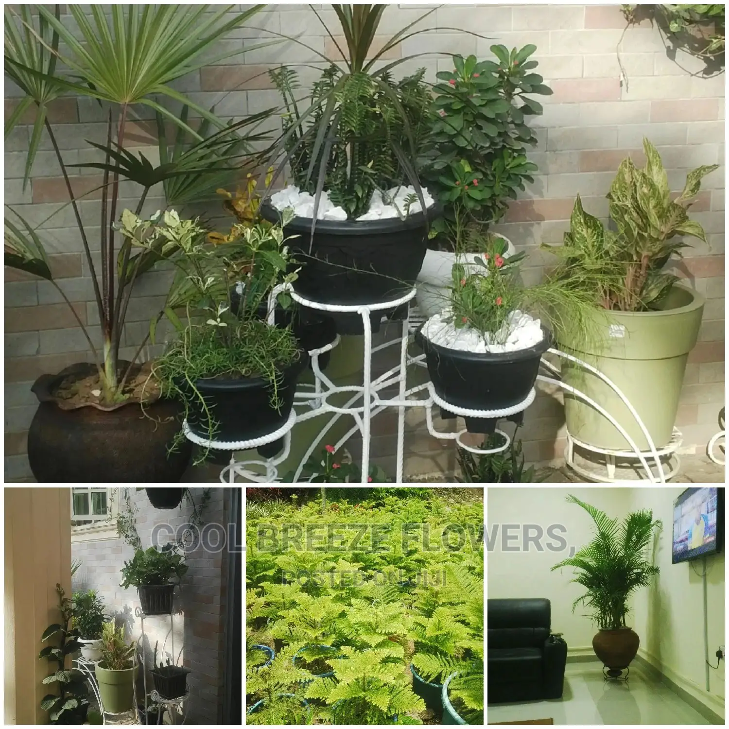 Airpurifying Flowers