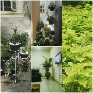 Indoors AIRPURIFYING Plants
