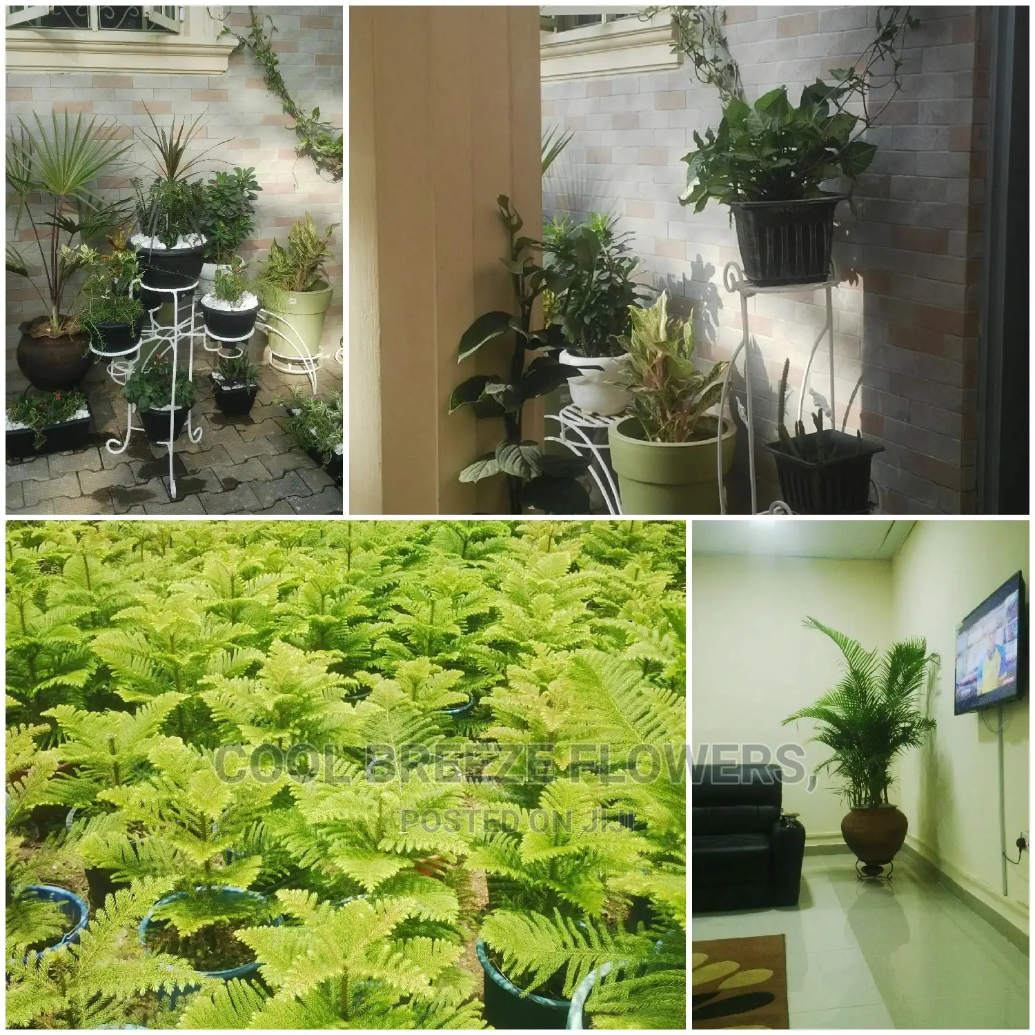 Indoors AIRPURIFYING Plants