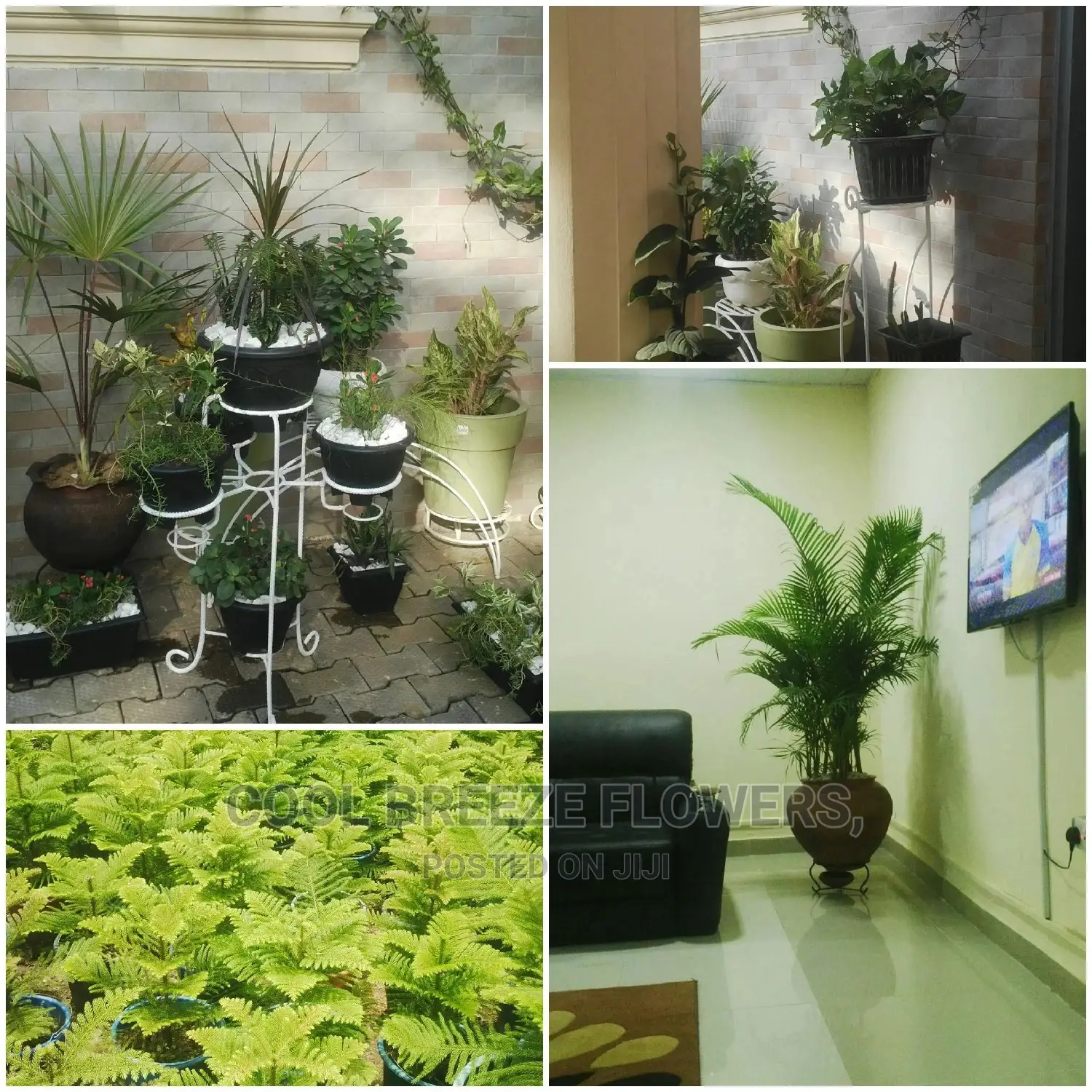 Indoors AIRPURIFYING Plants