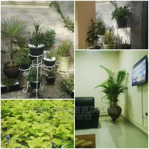 Indoors AIRPURIFYING Plants