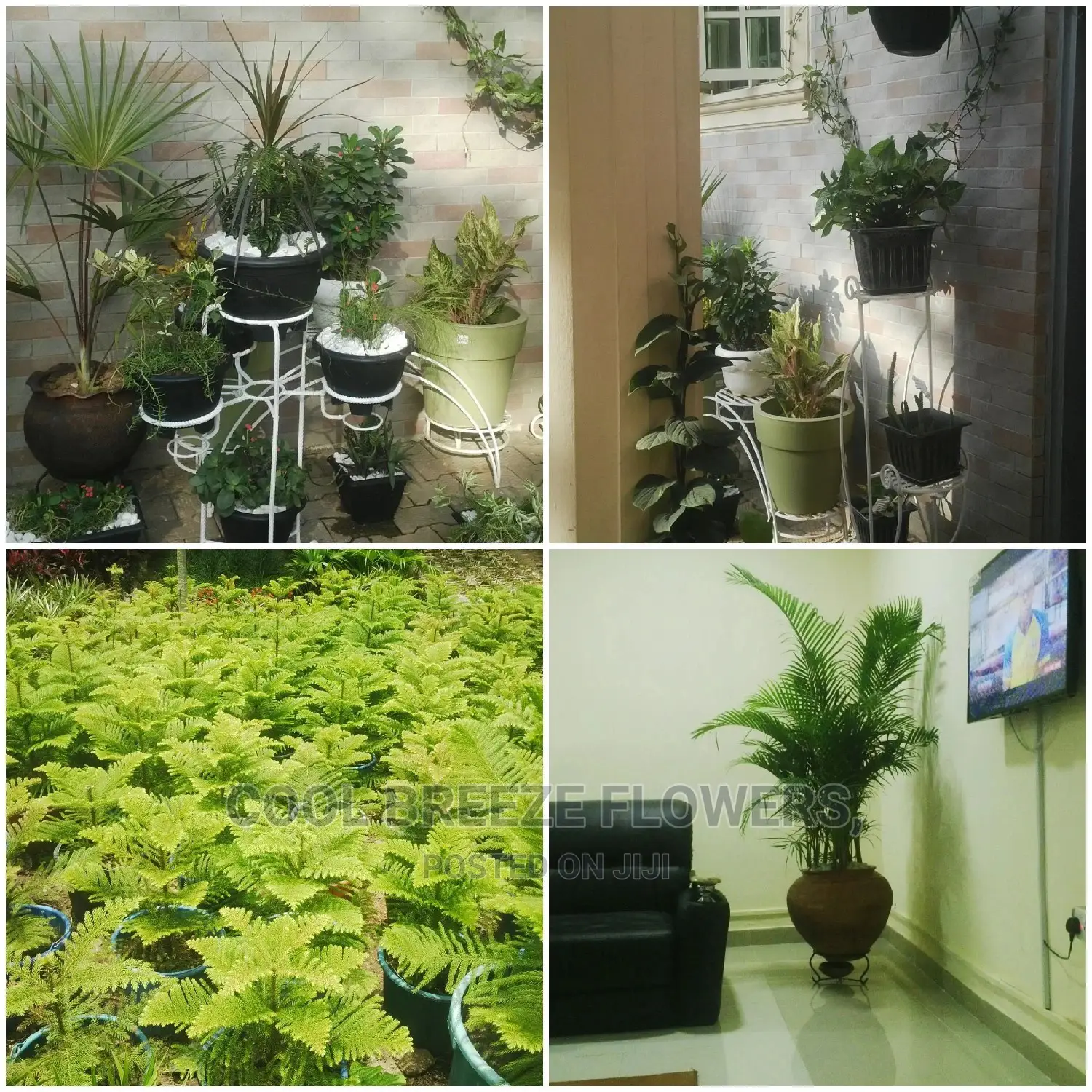 Indoors AIRPURIFYING Plants