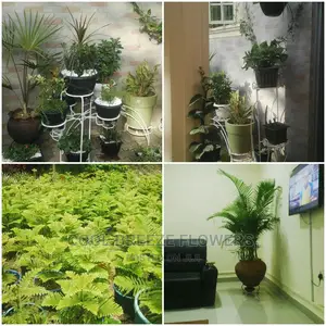Indoors AIRPURIFYING Plants