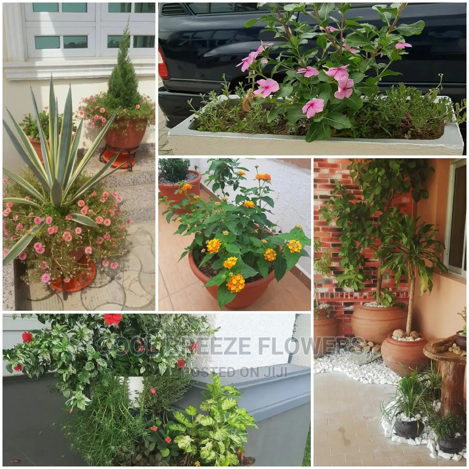 Outdoors Plants Beautification
