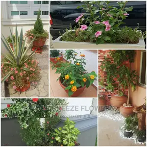 Outdoors Plants Beautification