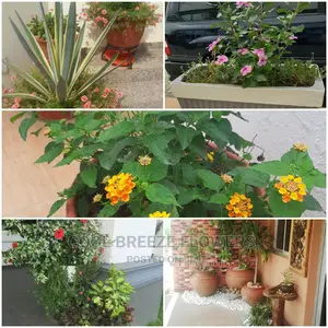 Outdoors Plants Beautification