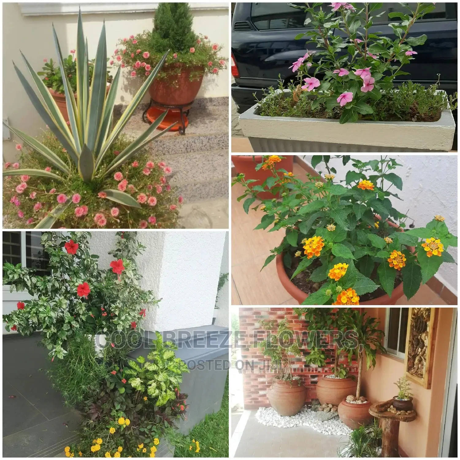 Outdoors Plants Beautification