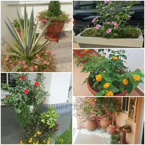 Outdoors Plants Beautification