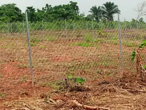 Cattle Ranch Using Chain Link