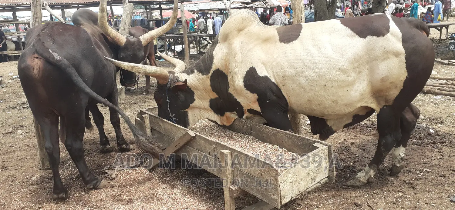 Gigantic Cows