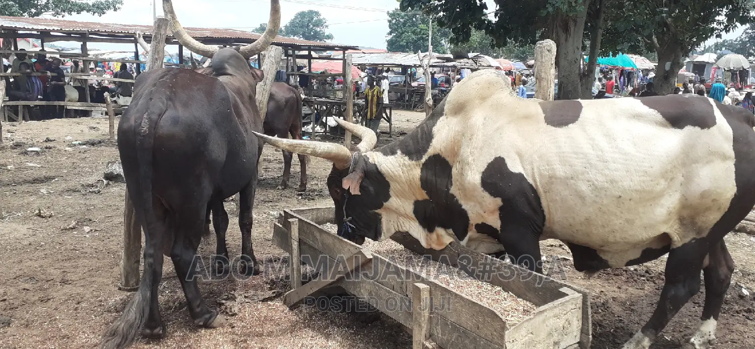 Gigantic Cows