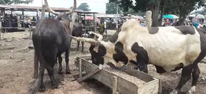 Gigantic Cows