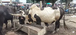 Gigantic Cows