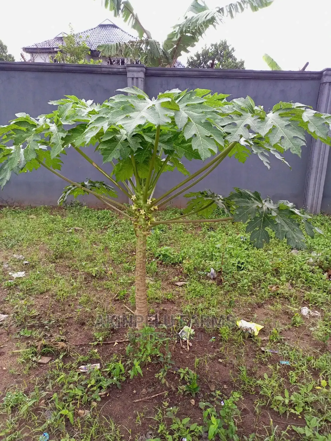Dwarf Pawpaw Seedlings