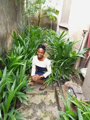 Oil Palm Seedlings for Sale