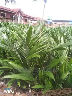 Tennera Hybrid Sprouted Oil Palm Seeds