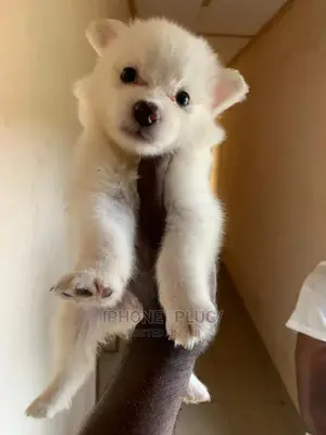 1-3 months Male Purebred American Eskimo