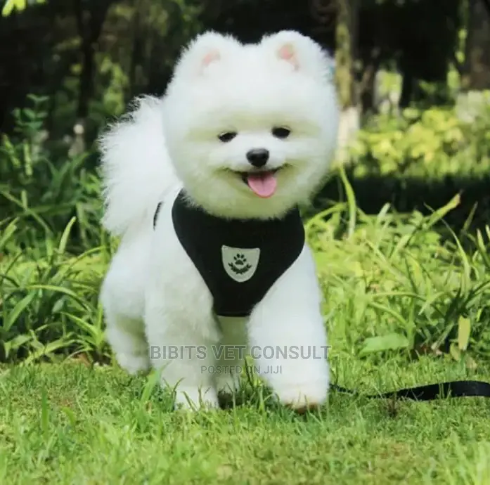No Pull Comfort Padded Vest Harnesses for Small Pets