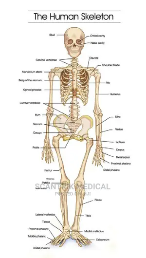 Skeleton Figure 2 - Human Skeleton Bones Anatomy