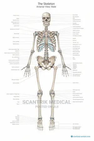 Skeleton Medical Illustrations