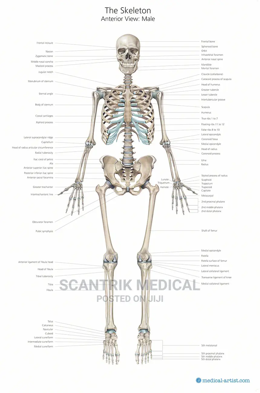 Skeleton Medical Illustrations