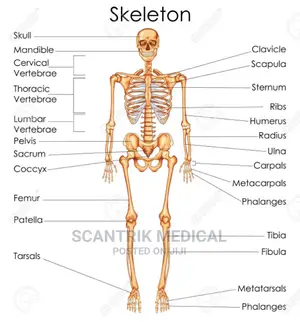 Anatomy Physiology for Medical Assistants