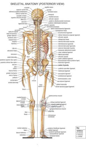 Medical Education Chart of Biology for Human Skeleton Diagra
