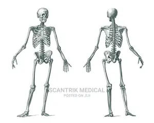 High Quality Plastic Real Medical Teaching Human Skeleton