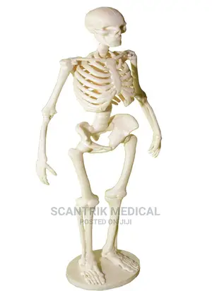 Human Skeleton Model