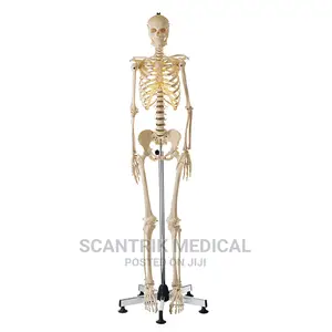 Height Quality Human Full Body Skeleton Anatomical.