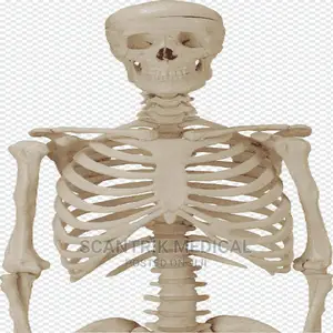 Bone Anatomy Human Skeleton