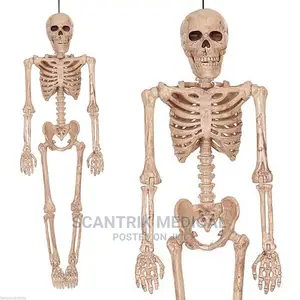 Human Skeleton in Front, Profile and Back.