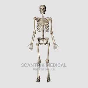 The Skeletal System Anatomical Chart