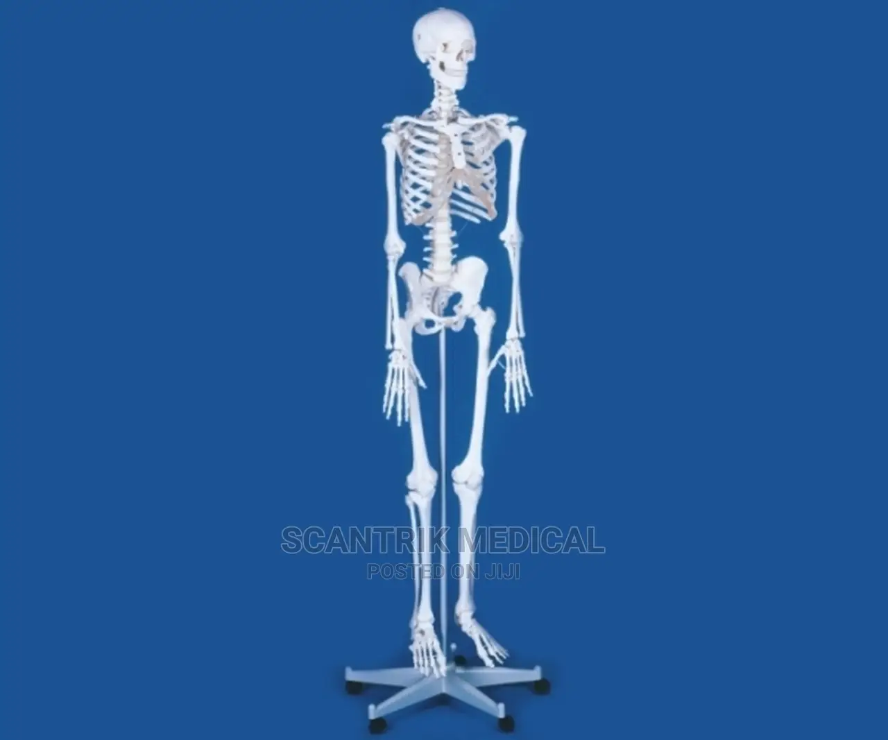Human Skeleton Bones