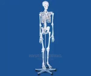 Human Skeleton Bones