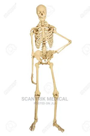 Movable Bones Skeleton Human Model Skull Full Body Figure