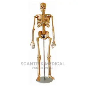 18 Muscle Insertion Skeleton