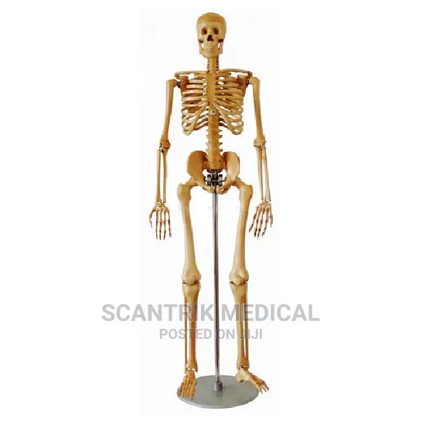 18 Muscle Insertion Skeleton