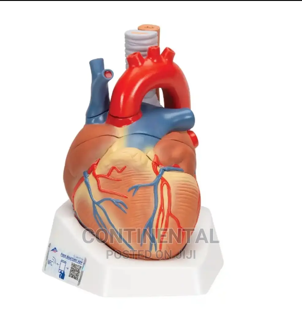 Original Heart Model
