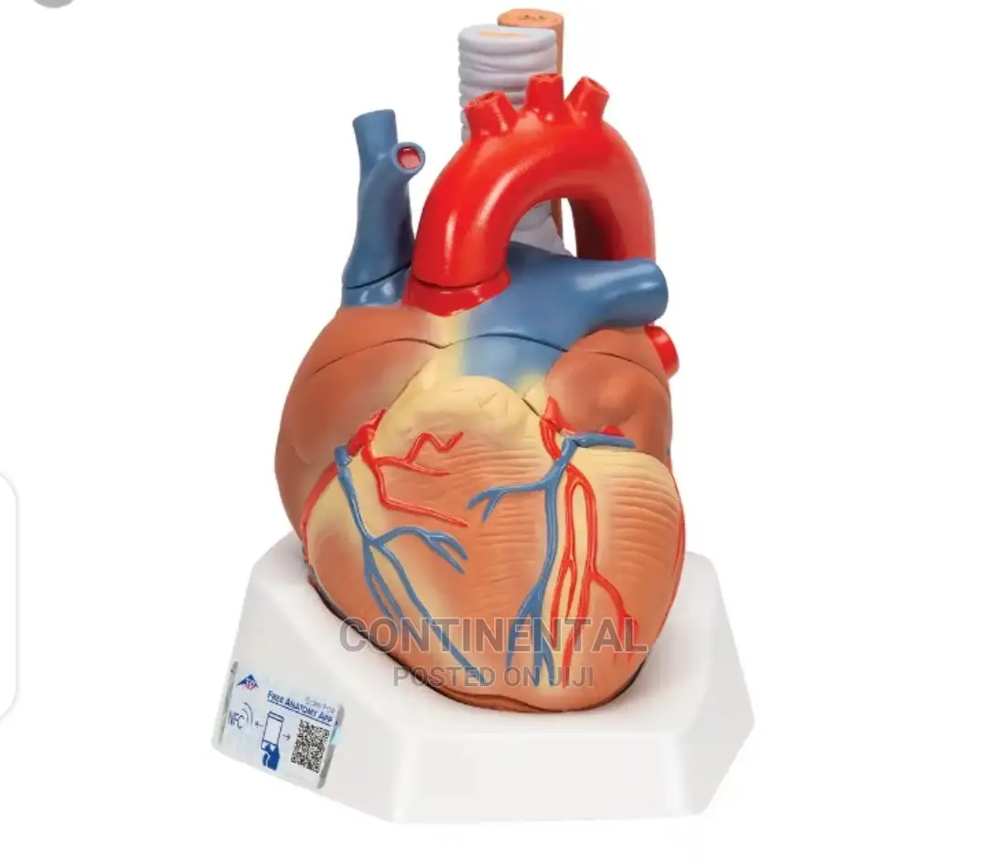 Original Heart Model