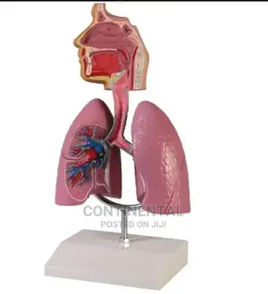 Respiratory Model