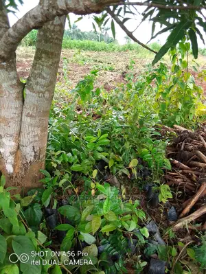 Soursop Seedlings
