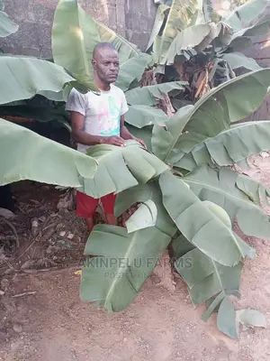 Dwarf Hybrid Carvendish Banana Suckers