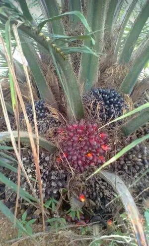 Hybrid Supergene Oil Palm Seedlings