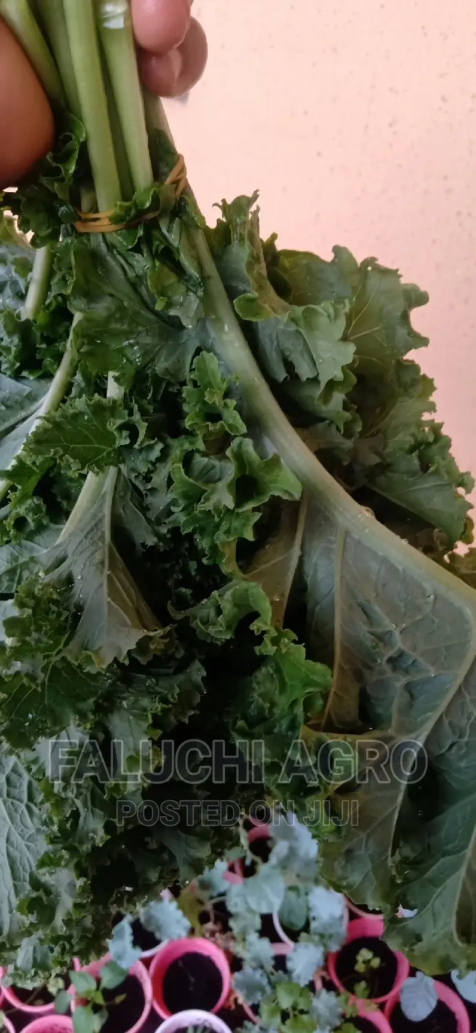 Kale Vegetable Leaf .