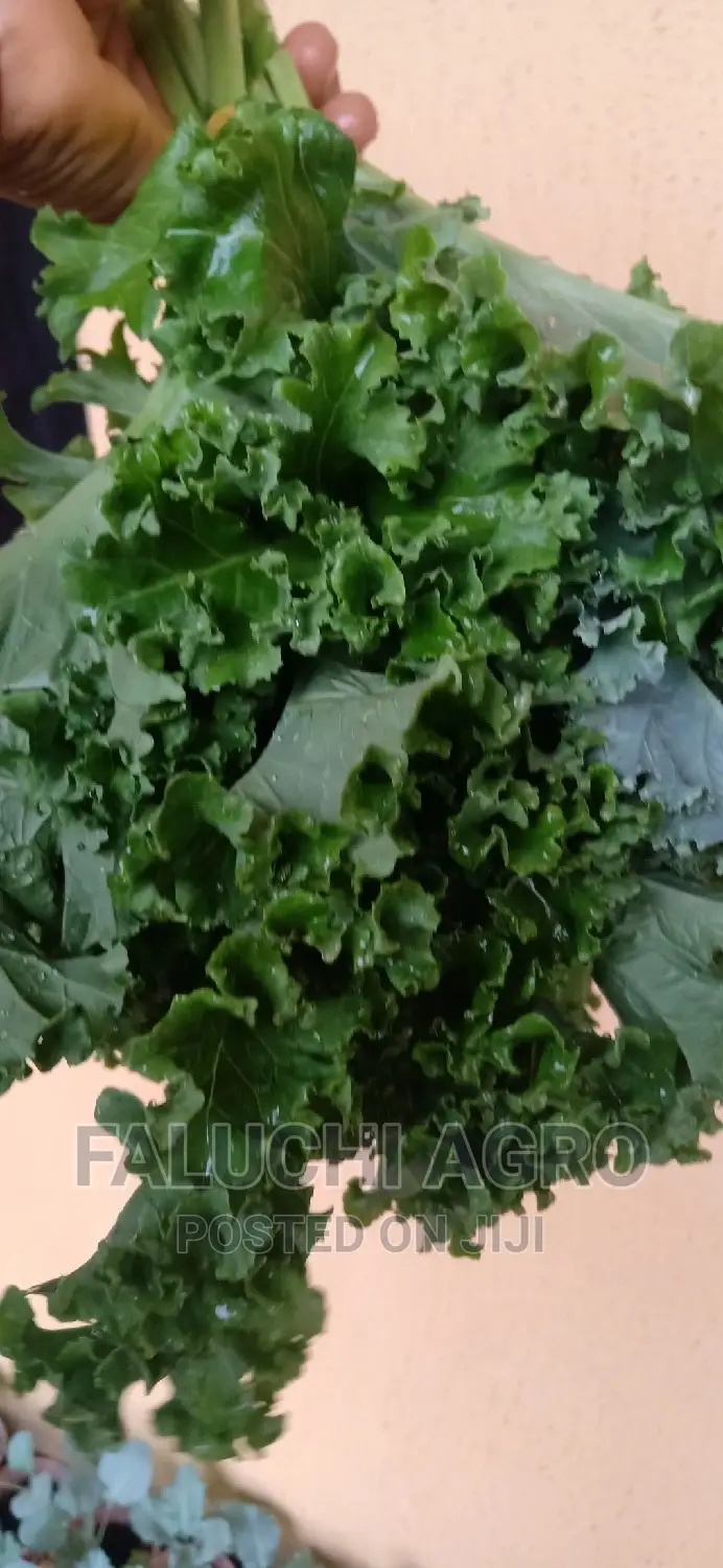 Kale Vegetable Leaf .