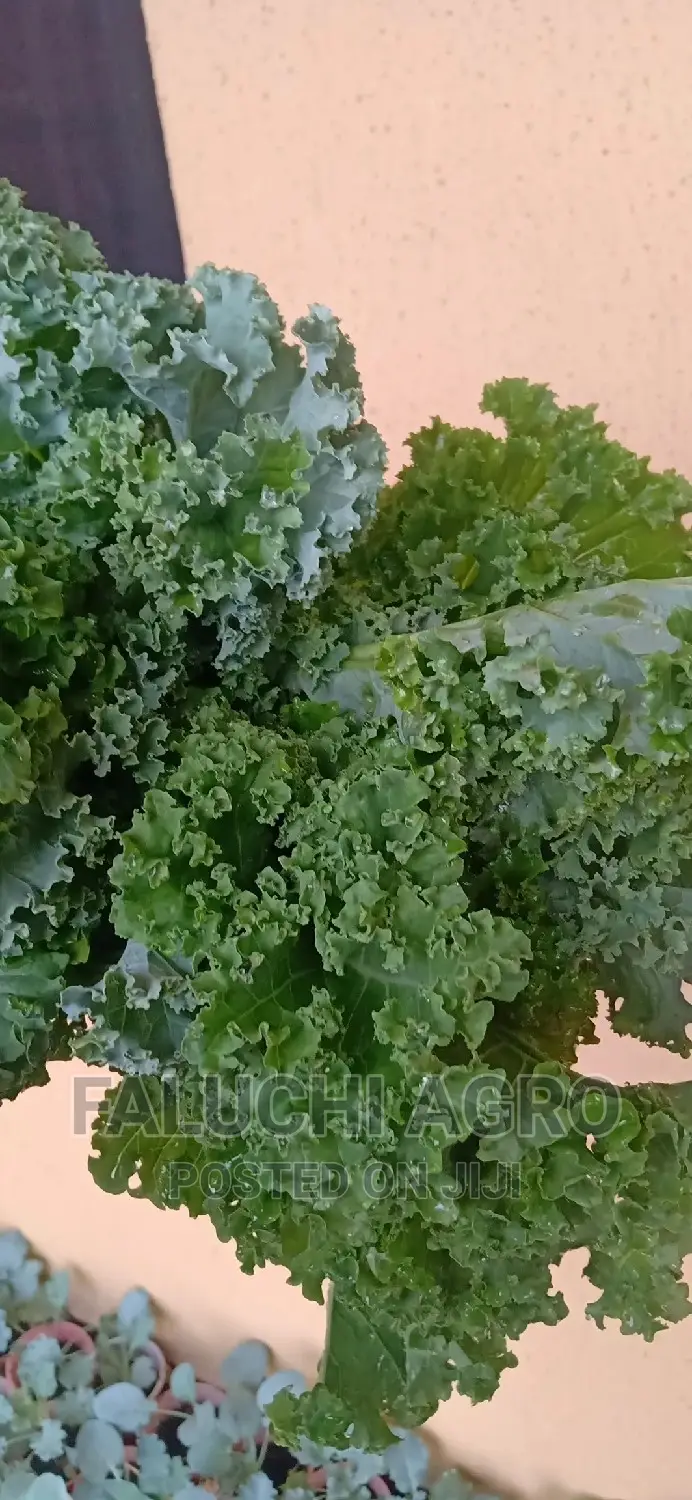 Kale Vegetable Leaf .