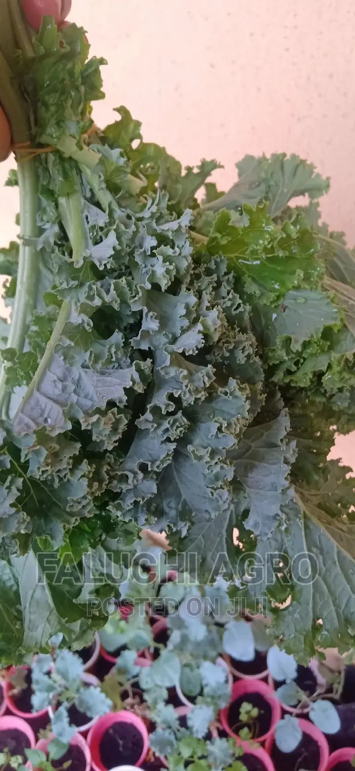 Kale Vegetable Leaf .