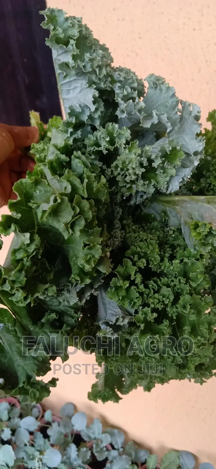 Kale Vegetable Leaf .