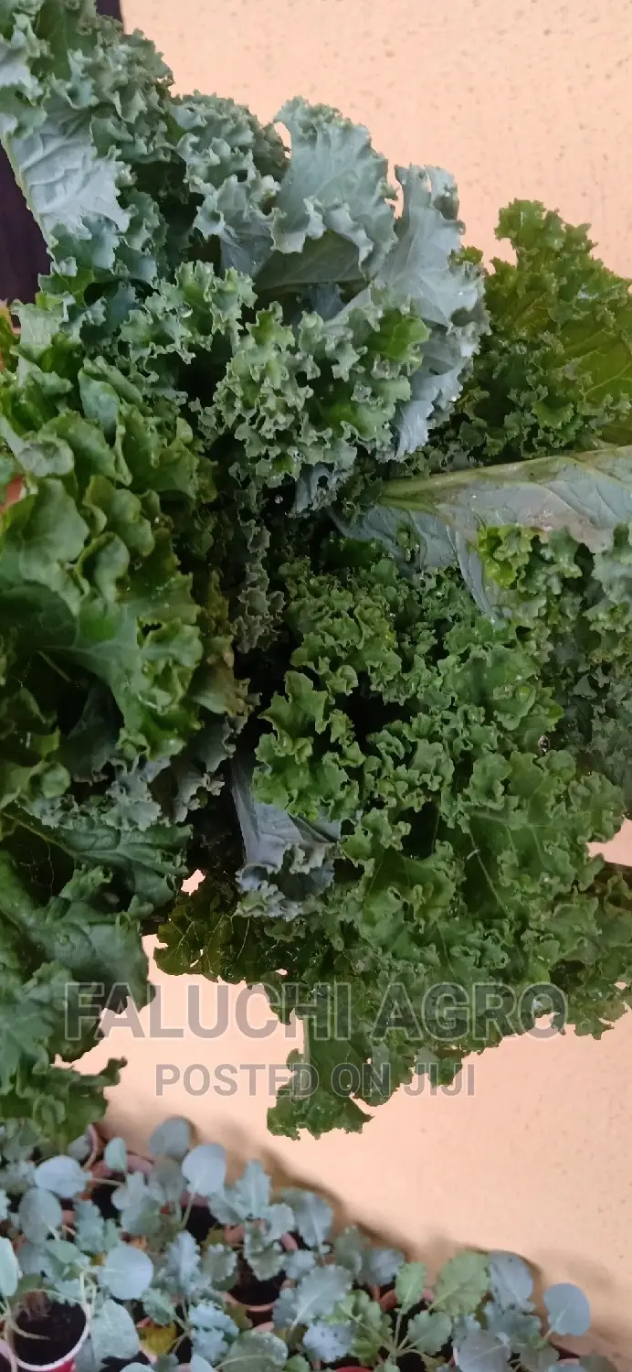 Kale Vegetable Leaf .